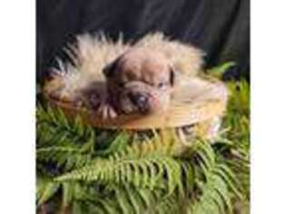 Olde English Bulldogge Puppy for sale in Chehalis, WA, USA