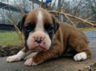 Boxer Puppy for sale in Narvon, PA, USA