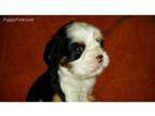 Cavalier King Charles Spaniel Puppy for sale in Brownsville, PA, USA