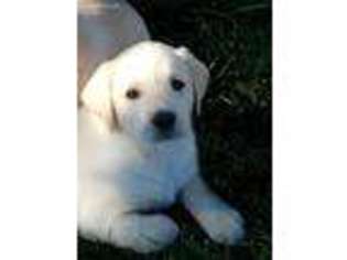 Labrador Retriever Puppy for sale in Penrose, CO, USA