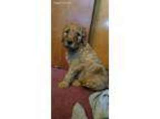 Labradoodle Puppy for sale in Lewis Run, PA, USA