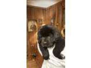 Tibetan Mastiff Puppy for sale in East Bernstadt, KY, USA