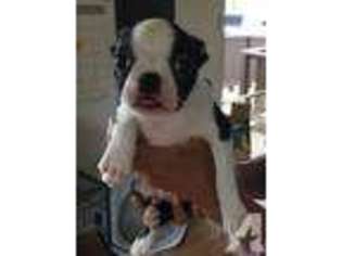 Boston Terrier Puppy for sale in PEARL CITY, HI, USA