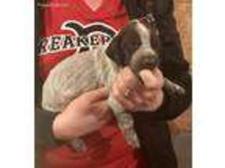 German Shorthaired Pointer Puppy for sale in Hegins, PA, USA