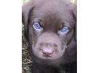 Labrador Retriever Puppy for sale in Toccoa, GA, USA
