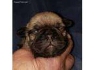 Frenchie Pug Puppy for sale in Spokane, WA, USA