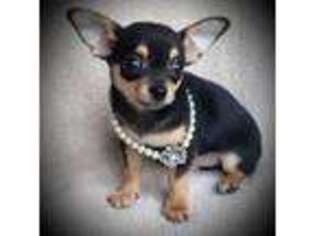 Chihuahua Puppy for sale in Loxley, AL, USA