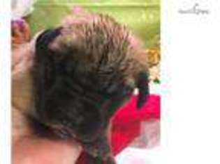 Mastiff Puppy for sale in Fayetteville, AR, USA
