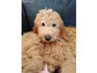 Goldendoodle Puppy for sale in Platteville, CO, USA