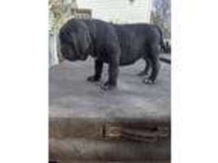 Neapolitan Mastiff Puppy for sale in Washburn, MO, USA