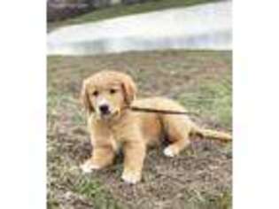 Golden Retriever Puppy for sale in Indianola, IA, USA