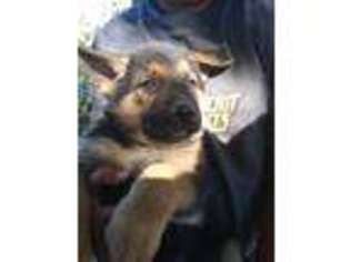 German Shepherd Dog Puppy for sale in Pasadena, MD, USA