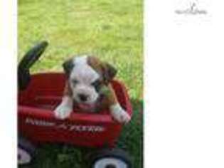 American Bulldog Puppy for sale in Harrisburg, PA, USA