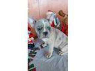 French Bulldog Puppy for sale in Hawthorne, NJ, USA