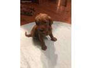 Goldendoodle Puppy for sale in Montgomery, IL, USA