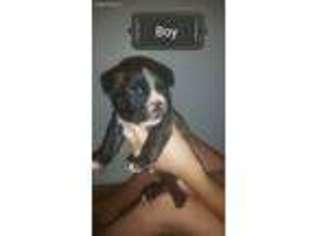 Mutt Puppy for sale in Ashdown, AR, USA