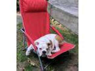 Bulldog Puppy for sale in Saint James, NY, USA