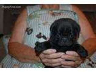 Pug Puppy for sale in Neosho, MO, USA