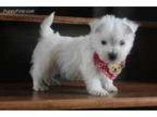 West Highland White Terrier Puppy for sale in Pelsor, AR, USA