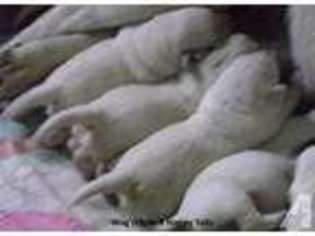 Labrador Retriever Puppy for sale in FAYETTEVILLE, TN, USA