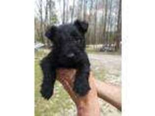 Scottish Terrier Puppy for sale in Rocky Point, NC, USA