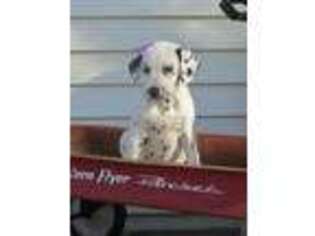 Dalmatian Puppy for sale in Barnett, MO, USA