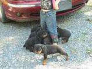Rottweiler Puppy for sale in WINTER PARK, FL, USA