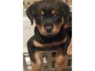 Rottweiler Puppy for sale in Allentown, PA, USA