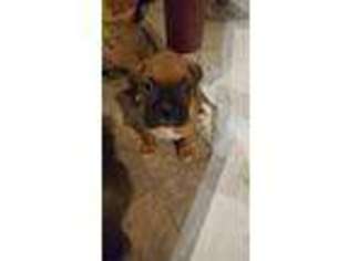 Boxer Puppy for sale in GRANBY, CT, USA