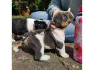 Bulldog Puppy for sale in Hardwick, MA, USA