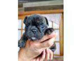French Bulldog Puppy for sale in Bellvue, CO, USA