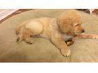 Golden Retriever Puppy for sale in Irmo, SC, USA