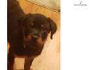 Rottweiler Puppy for sale in Pensacola, FL, USA