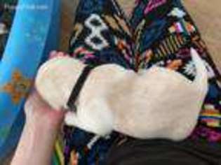 Labrador Retriever Puppy for sale in Schertz, TX, USA