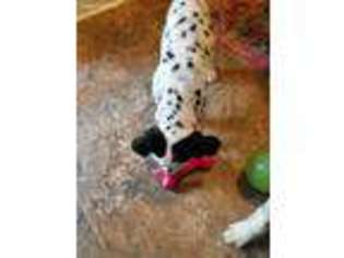 Dalmatian Puppy for sale in Palmyra, VA, USA