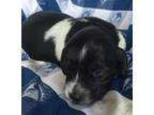 Dachshund Puppy for sale in Miami, FL, USA