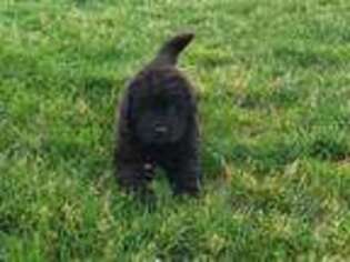 Newfoundland Puppy for sale in Myerstown, PA, USA