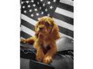 Cavalier King Charles Spaniel Puppy for sale in Winchester, CA, USA