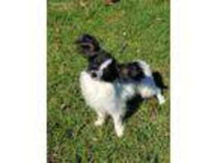 Papillon Puppy for sale in Lumberton, TX, USA