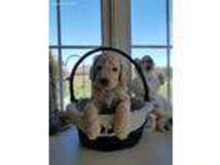 Goldendoodle Puppy for sale in Carterville, IL, USA