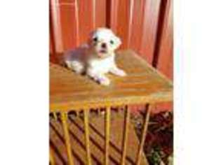 Maltese Puppy for sale in Alma, GA, USA