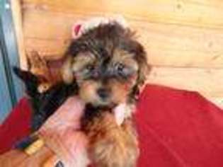 Yorkshire Terrier Puppy for sale in Concordia, KS, USA
