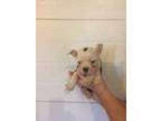 Mutt Puppy for sale in De Graff, OH, USA