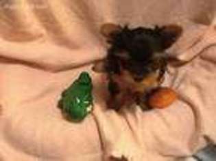 Yorkshire Terrier Puppy for sale in Urbana, IN, USA