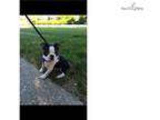 Boston Terrier Puppy for sale in Rochester, NY, USA