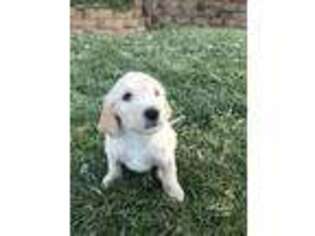 Goldendoodle Puppy for sale in Warrenton, MO, USA