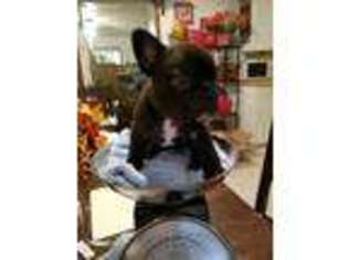 French Bulldog Puppy for sale in Desert Center, CA, USA
