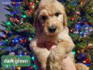 Goldendoodle Puppy for sale in Christmas, FL, USA