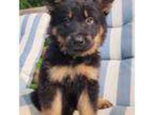 German Shepherd Dog Puppy for sale in Dayville, CT, USA