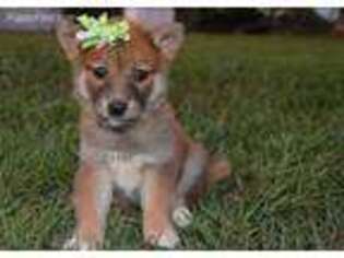 Shiba Inu Puppy for sale in Conway, MO, USA